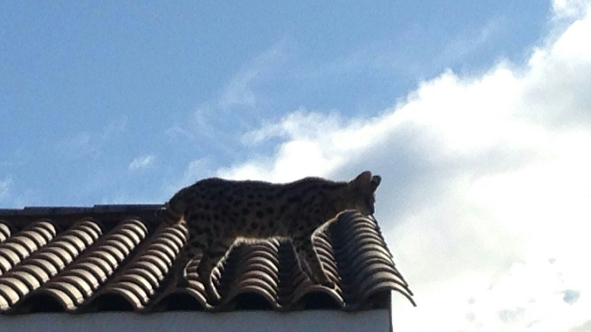 Illustration : "Un habitant confond un chat avec un léopard et appelle les gendarmes !"