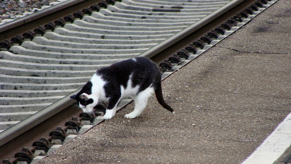 Illustration : "Un chat prend le train de Paris tout seul, direction la Normandie"