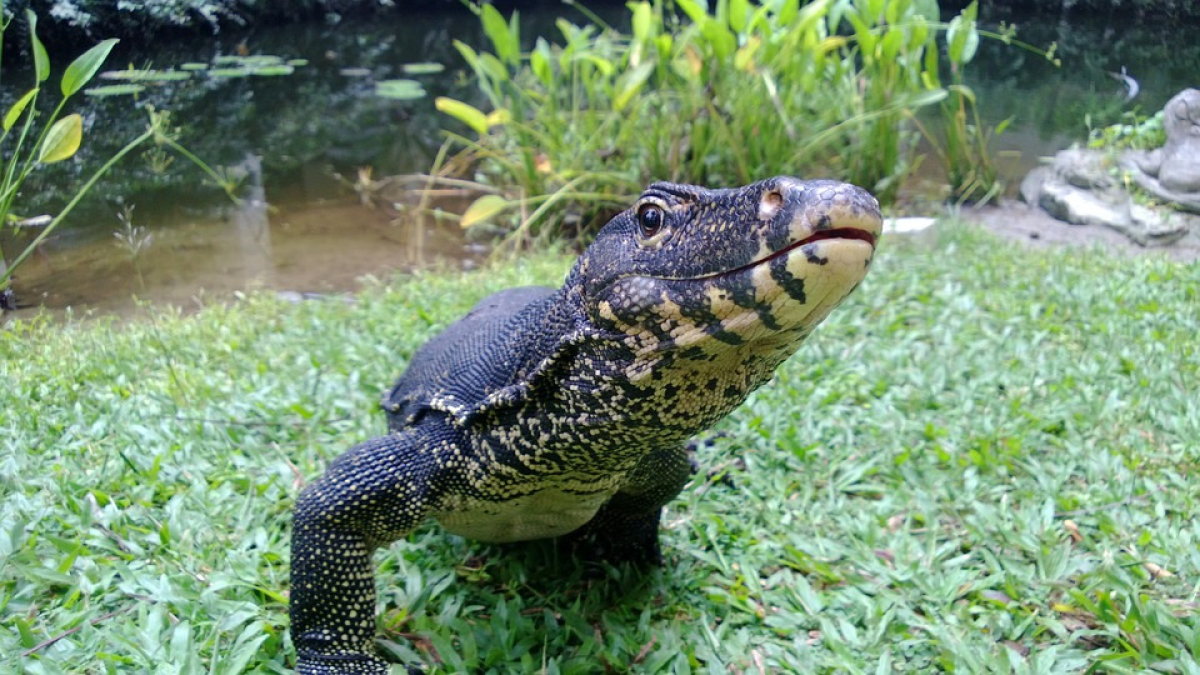 Illustration : "Un homme détient une quarantaine de reptiles à son domicile"