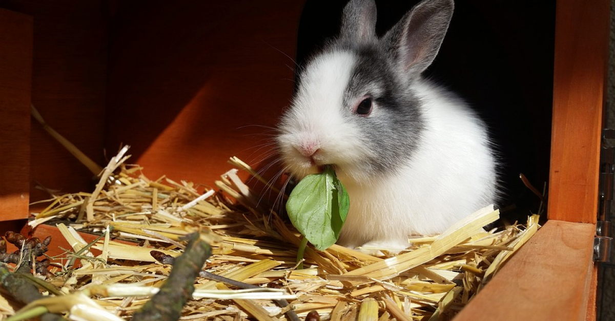 Un élevage de lapins nains surveillé par 4 chiens de berger