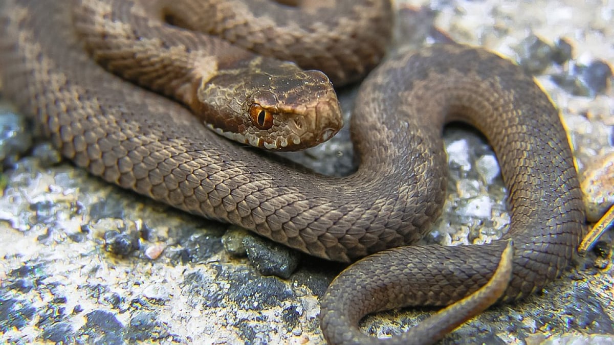 Illustration : "Les serpents disparaissent toujours plus dans le sud-ouest…"