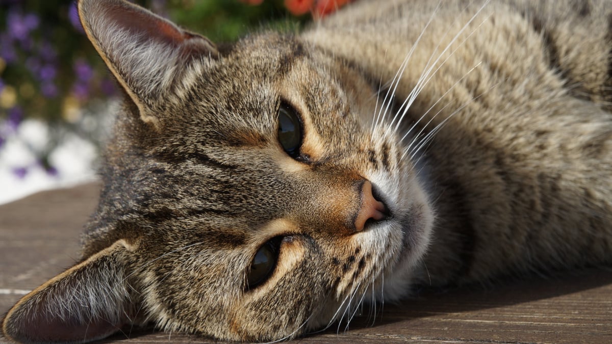 Comment Comprendre Le Langage Corporel De Votre Chat