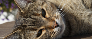 Illustration : "Le langage corporel du chat"