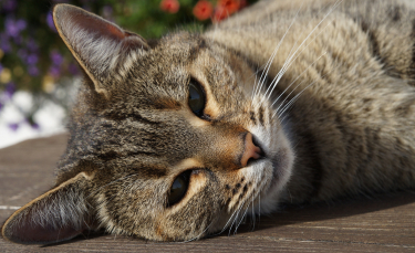 Illustration : "Le langage corporel du chat"