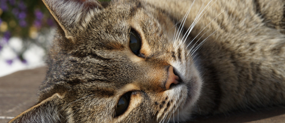 Illustration : "Le langage corporel du chat"