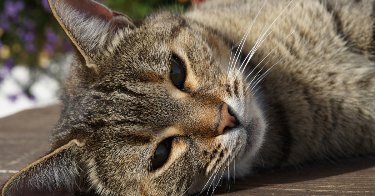 Ronronnements du chat : quelles sont les significations ?