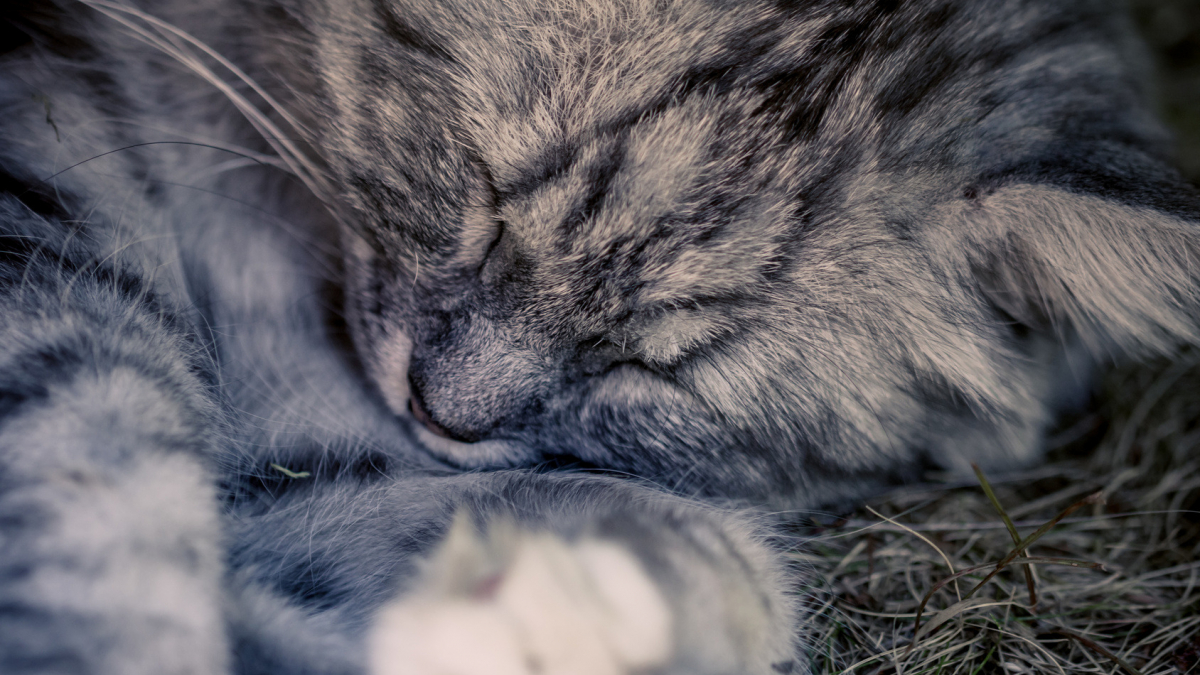 Illustration : "Le sommeil du chat"