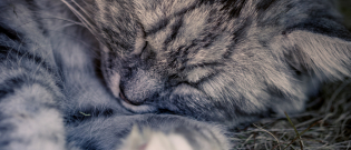 Illustration : "Le sommeil du chat"
