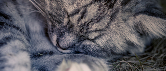 Illustration : "Le sommeil du chat"