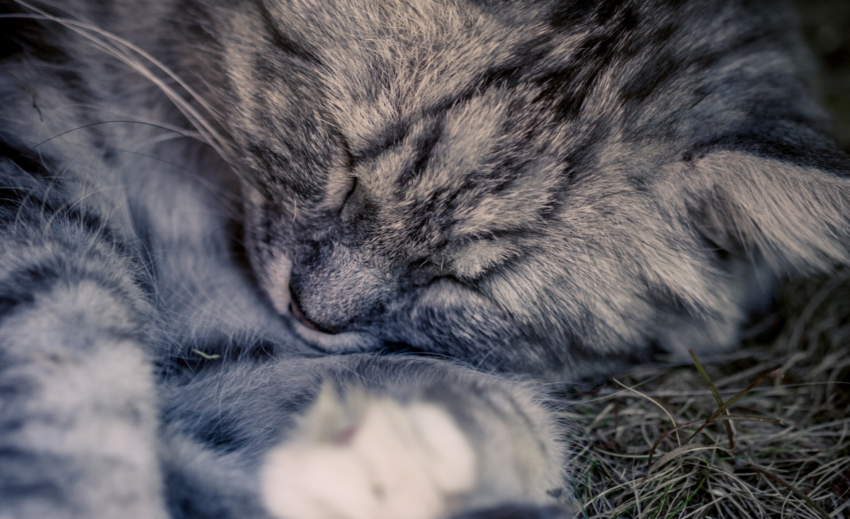 Illustration : "Le sommeil du chat"