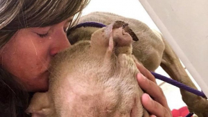 Illustration : Elle passe la nuit avec un chien condamné par un cancer