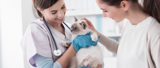 Illustration : "Comment bien choisir son vétérinaire pour chat ?"