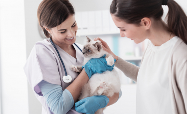 Illustration : "Comment bien choisir son vétérinaire pour chat ?"