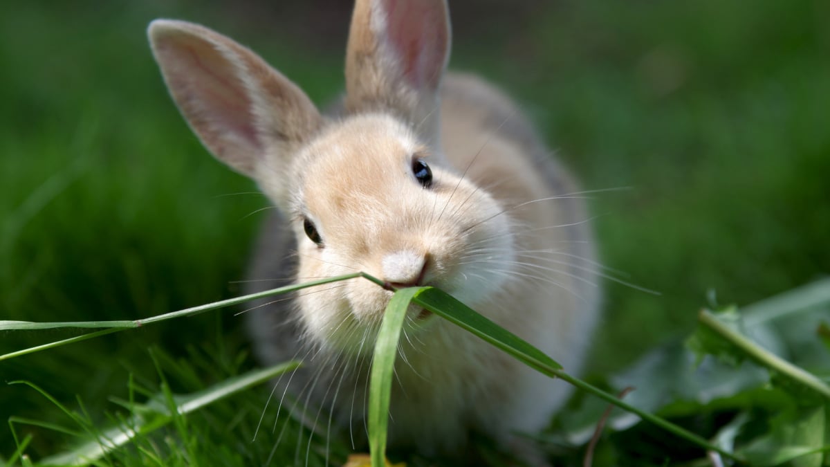 Petit Lapin En Gros Plan D'herbe