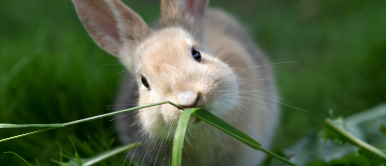 Illustration : "Les aliments dangereux pour le lapin"