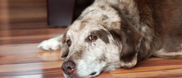 Illustration : "Le cancer et les tumeurs chez le chien"