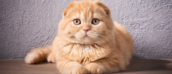 Illustration : "Le cancer et les tumeurs chez le chat"
