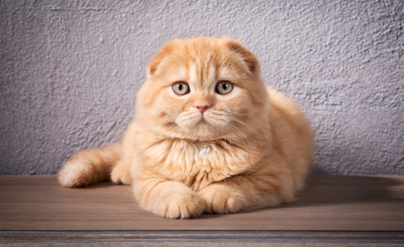 Cancer Et Tumeurs Chez Votre Chat Prevention Symptomes Diagnostic Et Traitements Cancer Et Tumeurs Chez Votre Chat Prevention Symptomes Diagnostic Et Traitements