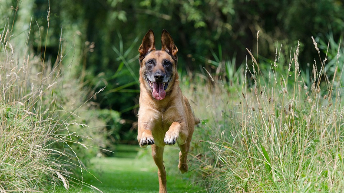 Illustration : "Une fille de 4 ans sévèrement mordue par un Malinois"