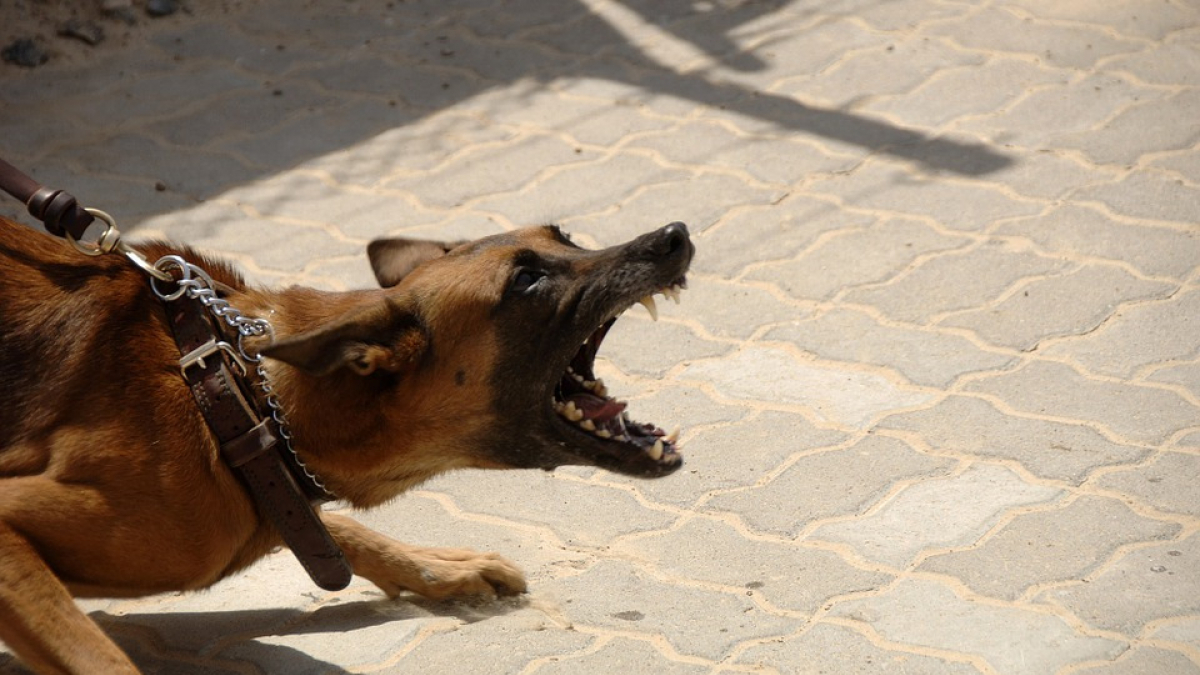 Illustration : "Forcés de répliquer, les policiers abattent un chien d’attaque"
