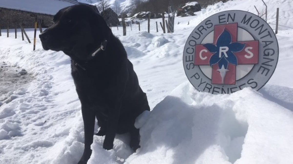 Illustration : "Un Labrador noir retrouve et sauve la vie d’un enfant de 10 ans"