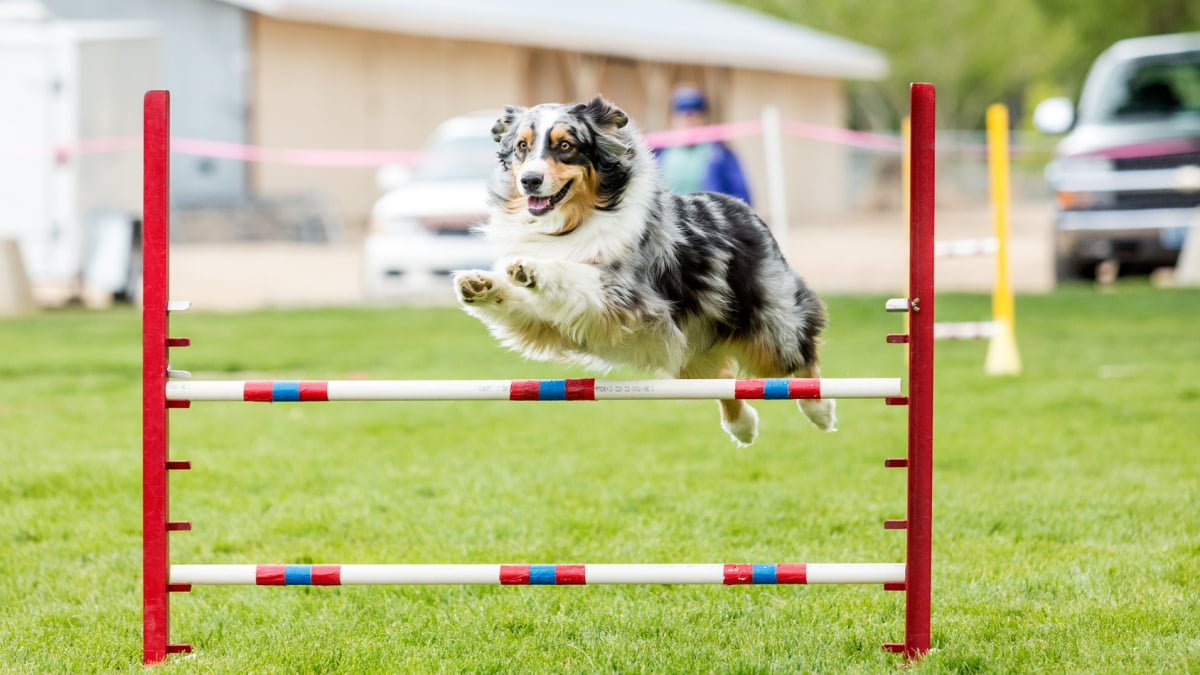 Illustration : "Les sports canins"