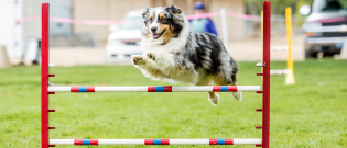 Illustration : "Les sports canins"