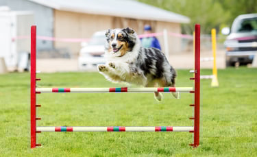 Illustration : "Les sports canins"