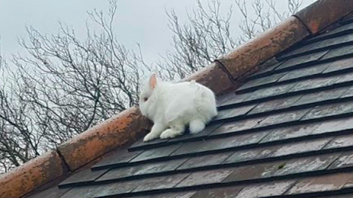 Illustration : "Un lapin blanc se retrouve sur le toit d’une maison"