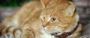 Illustration : "Choisir un collier pour son chat"