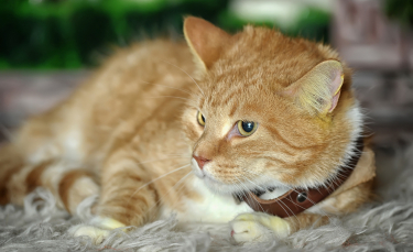 Illustration : "Choisir un collier pour son chat"
