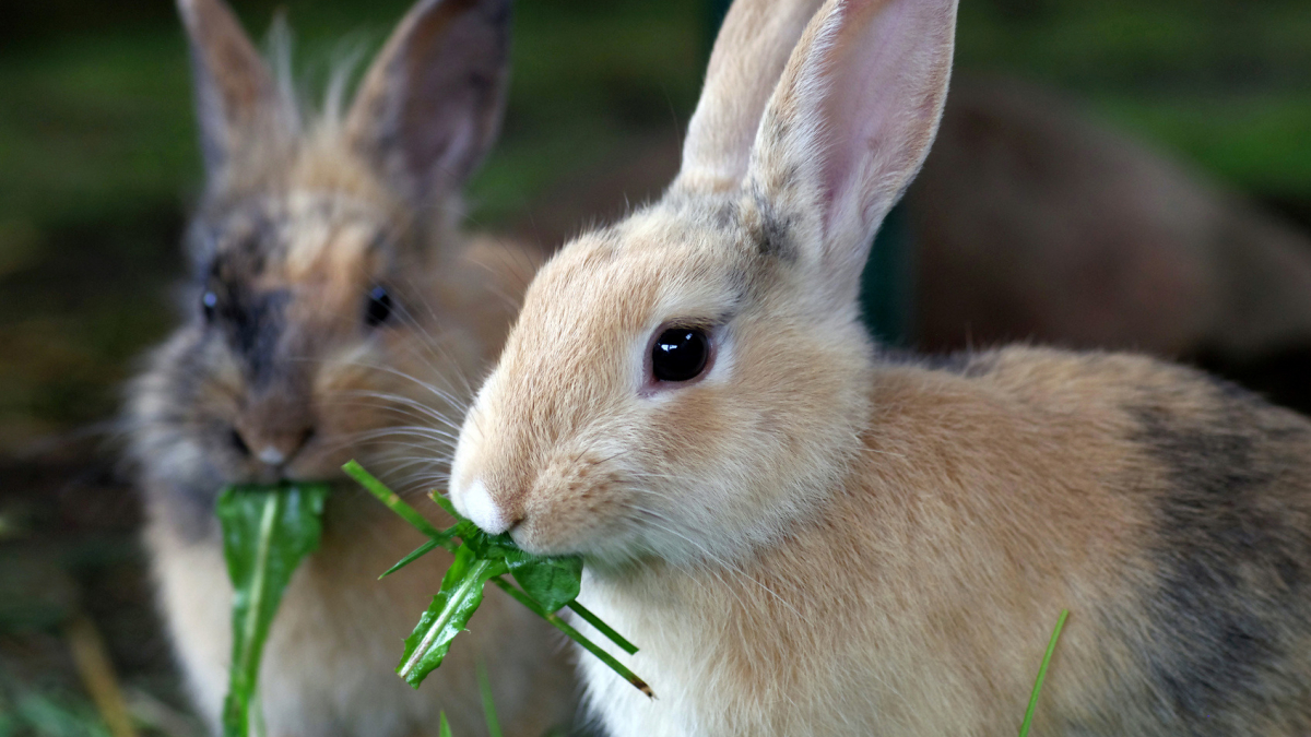 Illustration : "Que mange un lapin ?"