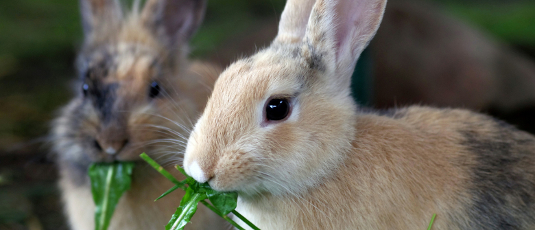 Illustration : "Que mange un lapin ?"