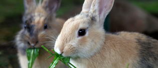 Illustration : "Que mange un lapin ?"