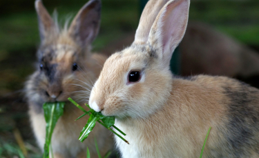 Illustration : "Que mange un lapin ?"