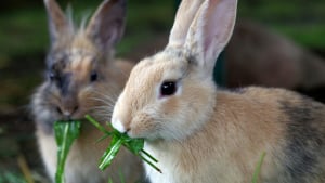 Illustration : Que mange un lapin ?