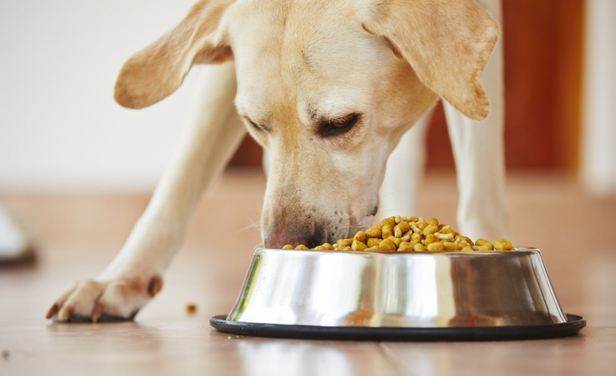Illustration : "Les aliments dangereux et toxiques pour les chiens"