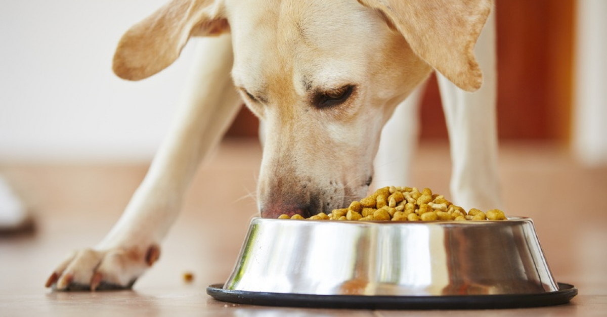 Peut-on donner des os à manger à son chien ?
