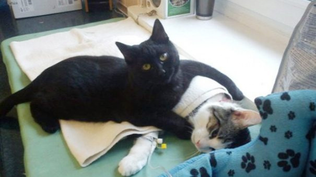 Illustration : "Ce chat infirmier câline les patients d'un refuge pour animaux"