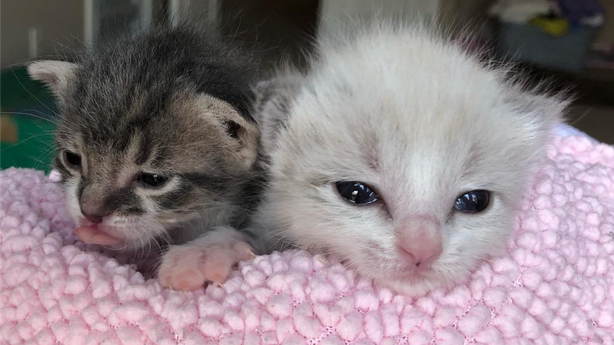 Illustration : "Deux chatons solitaires deviennent, une fois sauvés, d’excellents amis"