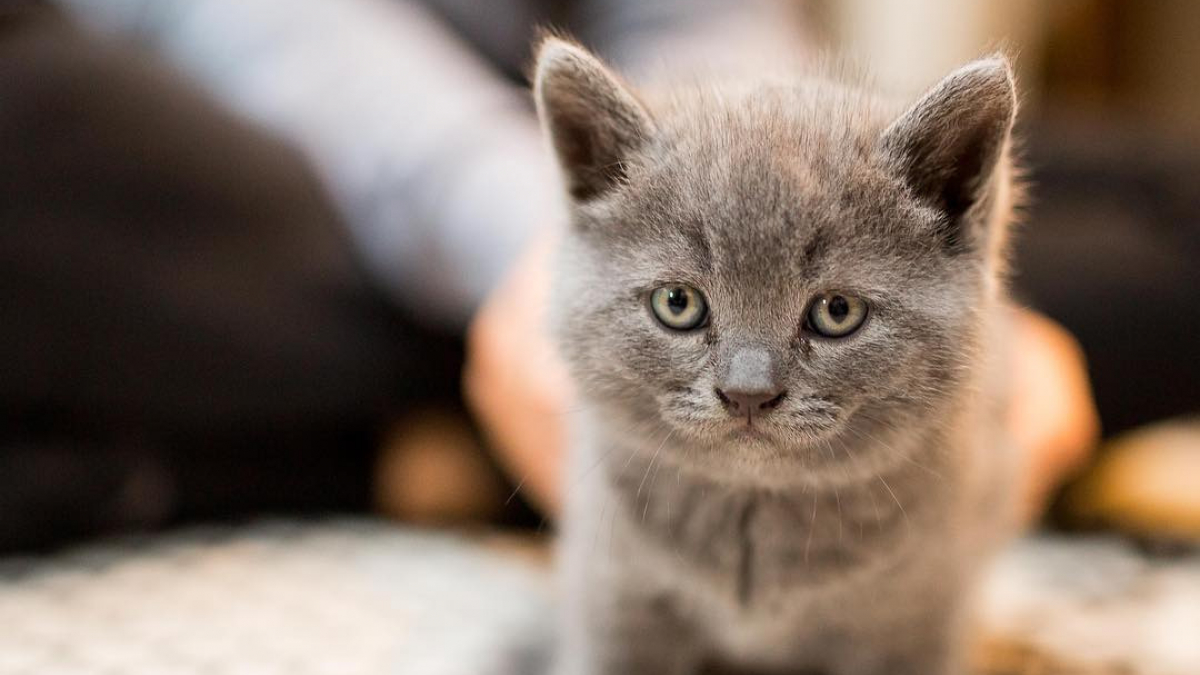 Illustration : "Une femme décide d’adopter un chaton proche de l’euthanasie"