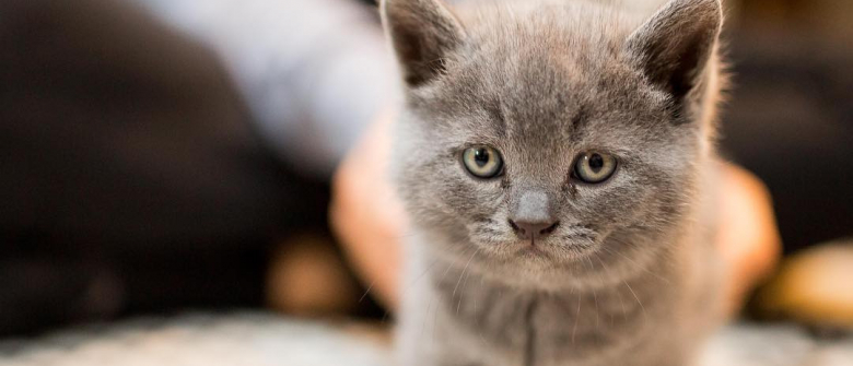 Une Femme Decide D Adopter Un Chaton Proche De L Euthanasie