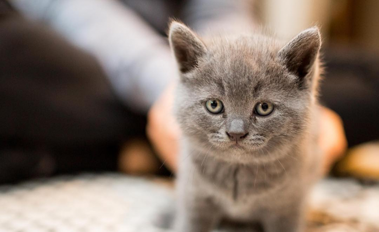 Une Femme Decide D Adopter Un Chaton Proche De L Euthanasie