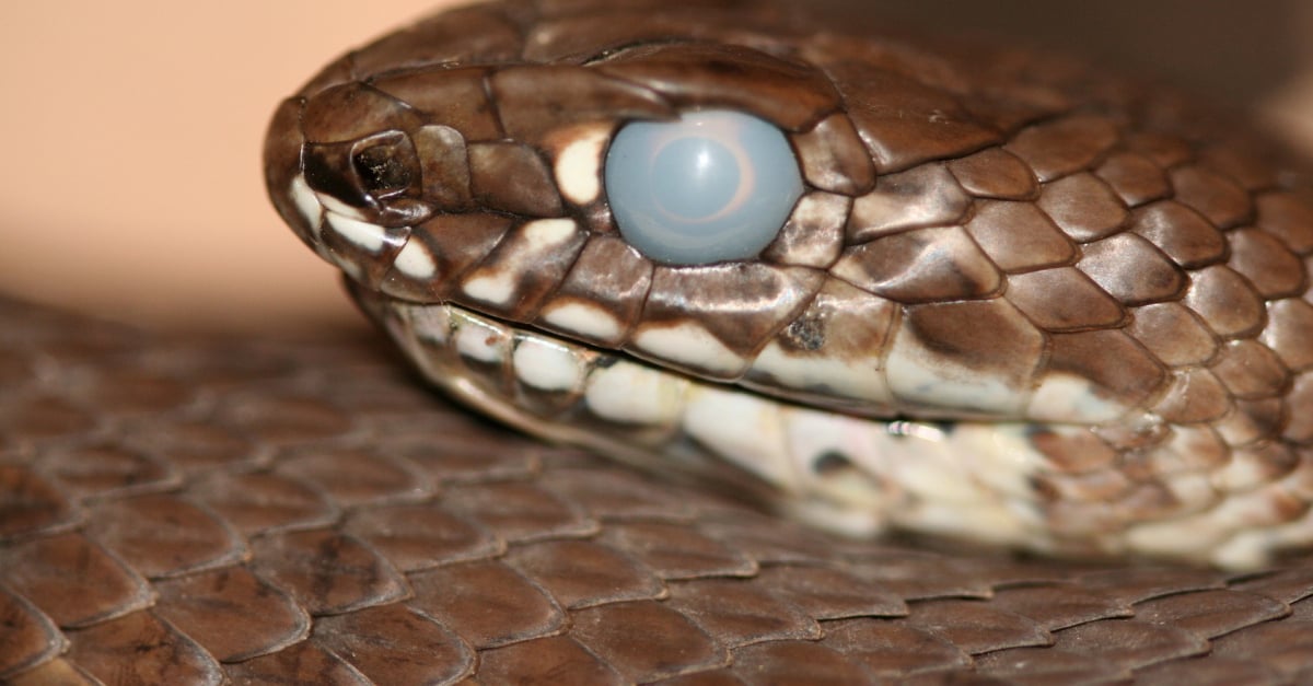Comprendre Le Deroulement De La Mue Chez Votre Serpent Comprendre Le Deroulement De La Mue Chez Votre Serpent