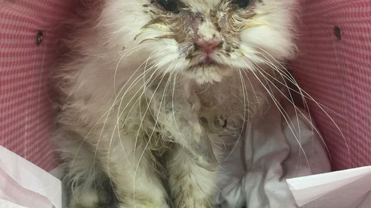 Illustration : "Gravement malade et proche de l’euthanasie, un chat sauvé par sa nouvelle propriétaire"