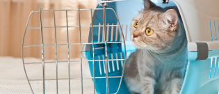 Illustration : "Comment voyager avec son chat en voiture ?"