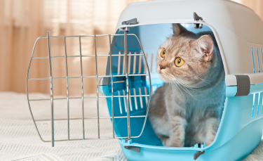 Illustration : "Comment voyager avec son chat en voiture ?"
