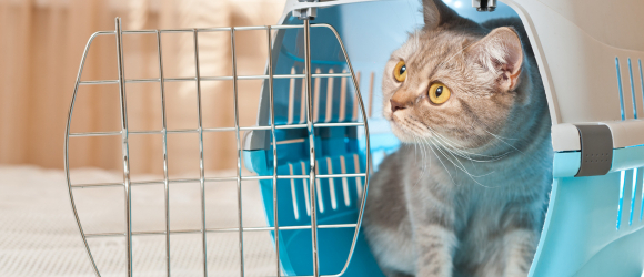 Illustration : "Comment voyager avec son chat en voiture ?"