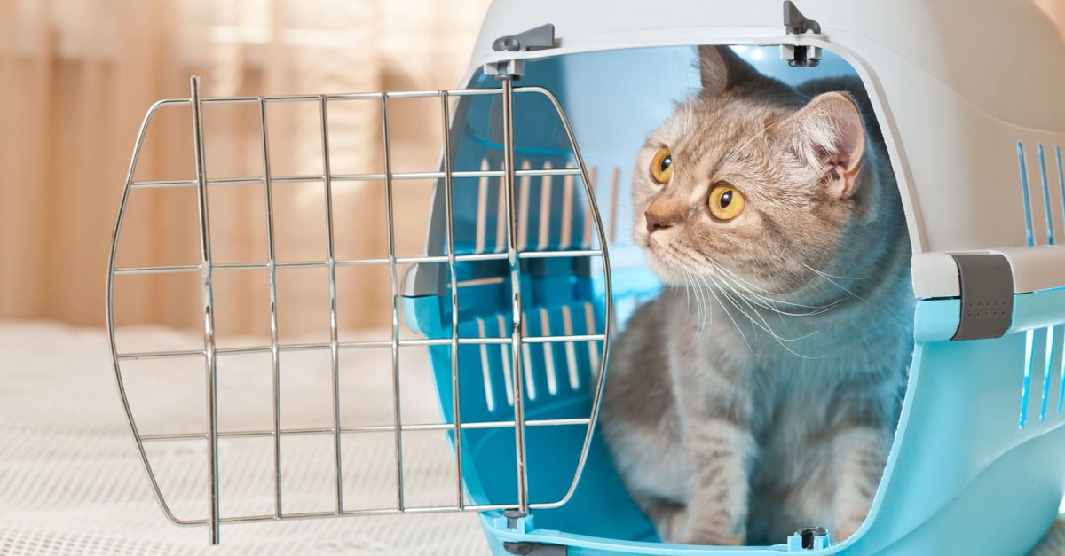 Transport d'un chat en voiture : nos conseils