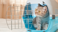 Illustration : Comment voyager avec son chat en voiture ?